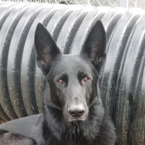 Meet your Posher, Nikki